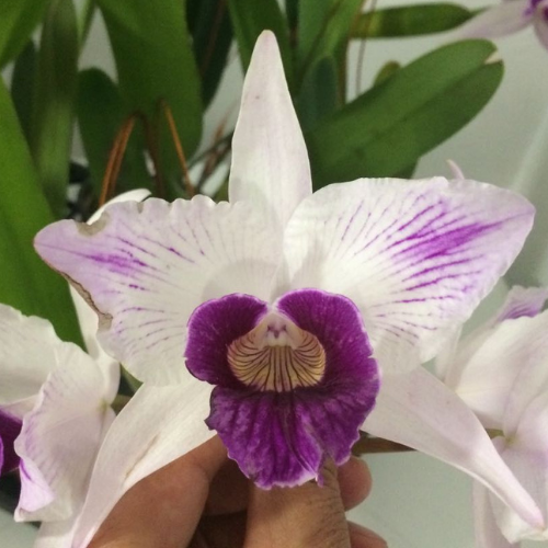 LAELIA PURPURATA