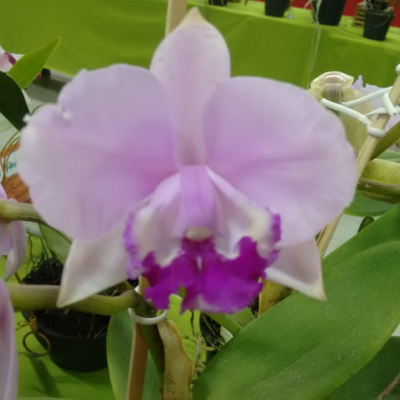 CATTLEYA INTERMÉDIA