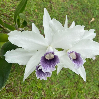F 950 L.P. ARDOSIA NANI X SELF