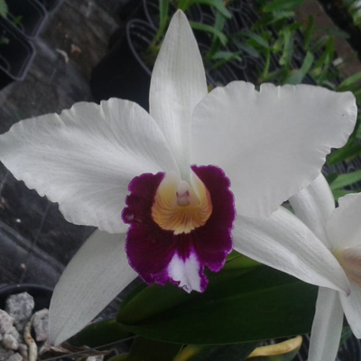 F 966  L.P SEME ALBA HENRIQUE 456 X L.P OCULATA HENRIQUE