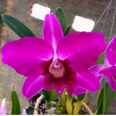 F 1031 L.P Sanguinea  Henrique x Self