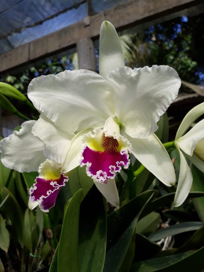 F 1182 C.LABIATA SEME ALBA (F251) X SELF