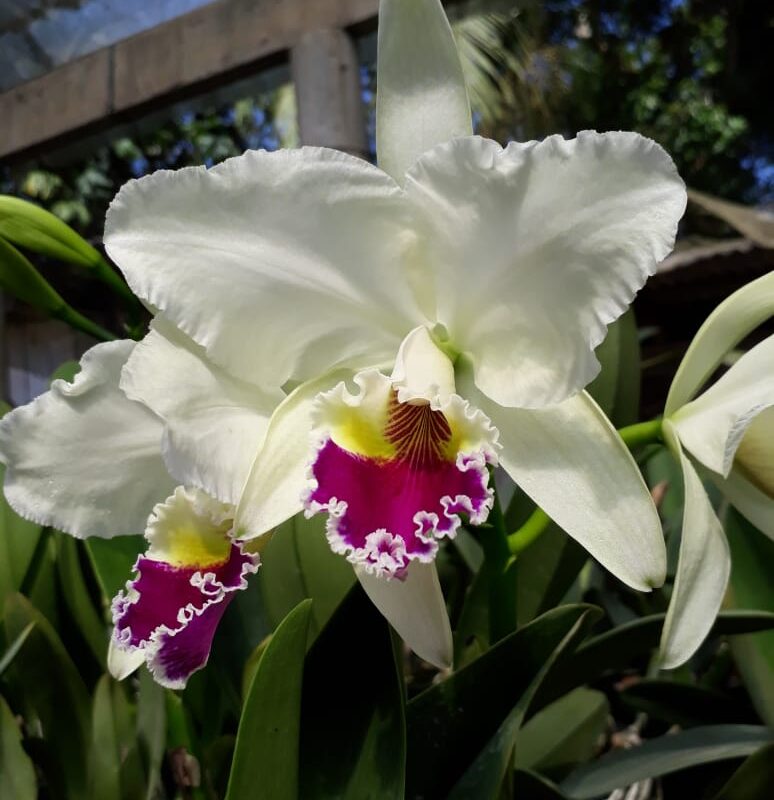 F 1182 C.LABIATA SEME ALBA (F251) X SELF