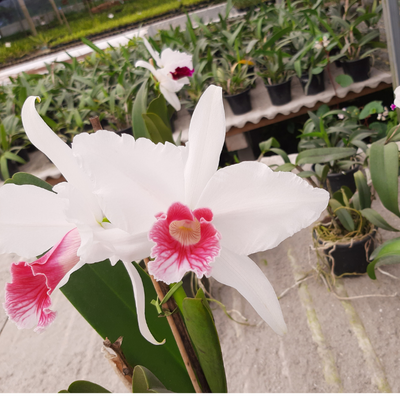 F 1249 L.P CARNEA  F657 X L.P CARNEA 2015