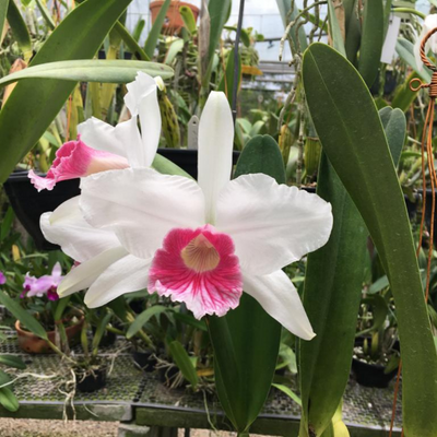 F 1238 L.P CARNEA SERGIO X SELF