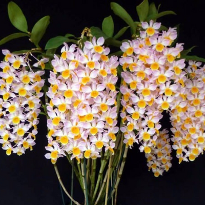 DENDROBIUM