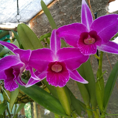 F 1121 L.P SANGUINEA 638 X L.P SANGUINEA HENRIQUE MART.