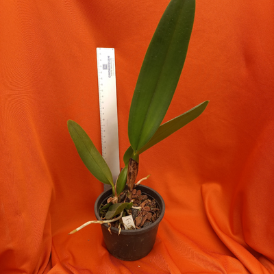 F 1156 C.LABIATA COERULIA X C.NOBILIS FÁ - Imagem 3