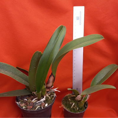 F 1168 BLC FERNANDA X BLC THIAGO SUZUKI - Imagem 5