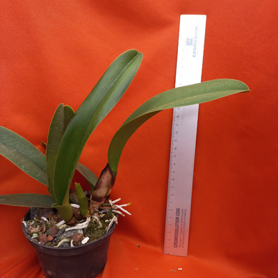 F 1168 BLC FERNANDA X BLC THIAGO SUZUKI - Imagem 4