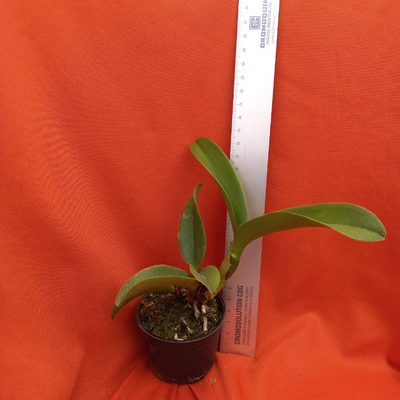 F 1170 BLC CHIEF JONRNEY FIRST CHOICE X SELF - Imagem 2