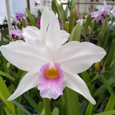 F 1122 L.P CANHANDUBA F660 X L.P RUSSELIANA HENRIQUE