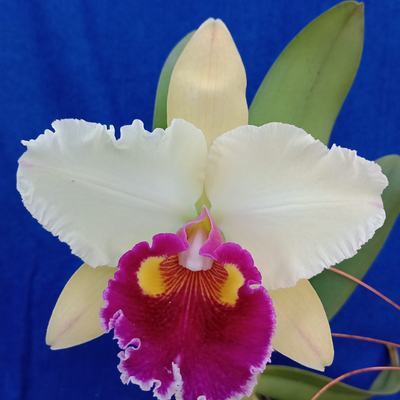F 1239  (F 770 BLC TOSHIE AOKI X C.JAGUARIUNA) X BLC PINK EXPRESS