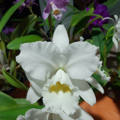 F 1150 BLC NOBILIS FÁ X C.BOWRENGIANA SUAVE