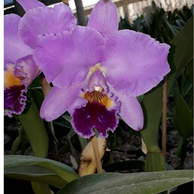 F 1151 C.LAB. TIPO HENRIQUE X (C.LAB.MICHELLI X C.LAB.BATATAIS)
