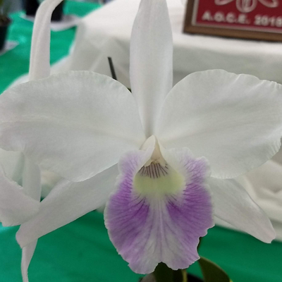 F 1204 L.P MANDAIANA X L.P RUSSELIANA JAMES