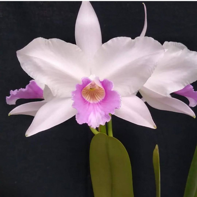 F 1258 L.P LILAZINA EVILERIO X L.P YASMIM