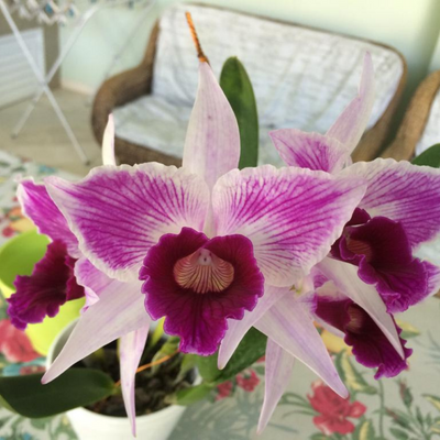 F 1259 L.P STRIATA N.1 SERGIO X L.P YASMIM