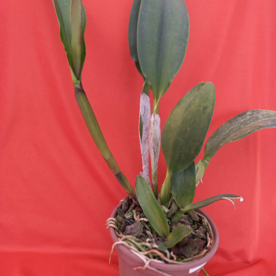 BLC NAKORNCHAISRI  "DELIGHT" - Imagem 2