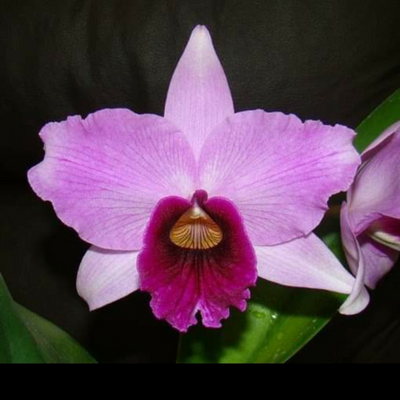 F 1235 L.P VENOSA 195 CANIVER X L.P OBRA PRIMA