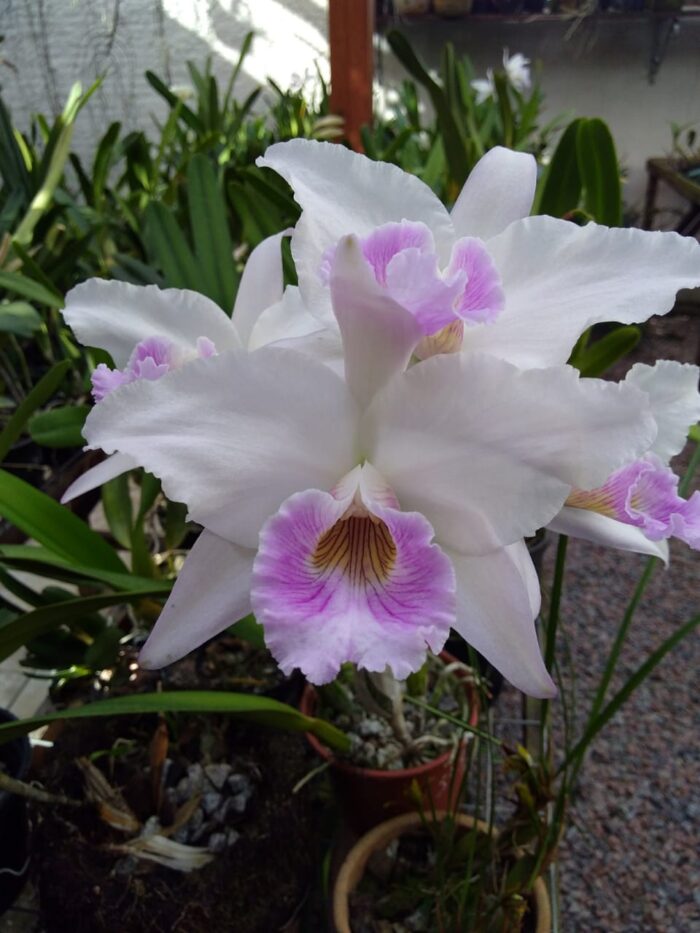 F 1074 L.P RUSSELIANA HENRIQUE X L.P RUSSELIANA FINHO
