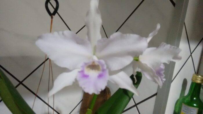 F988 L.P (533) RUSSELIANA X L.P RUSSELIANA ROSITA
