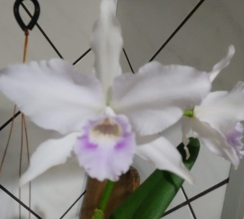 F988 L.P (533) RUSSELIANA X L.P RUSSELIANA ROSITA