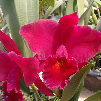 CATTLEYA HIBRIDA