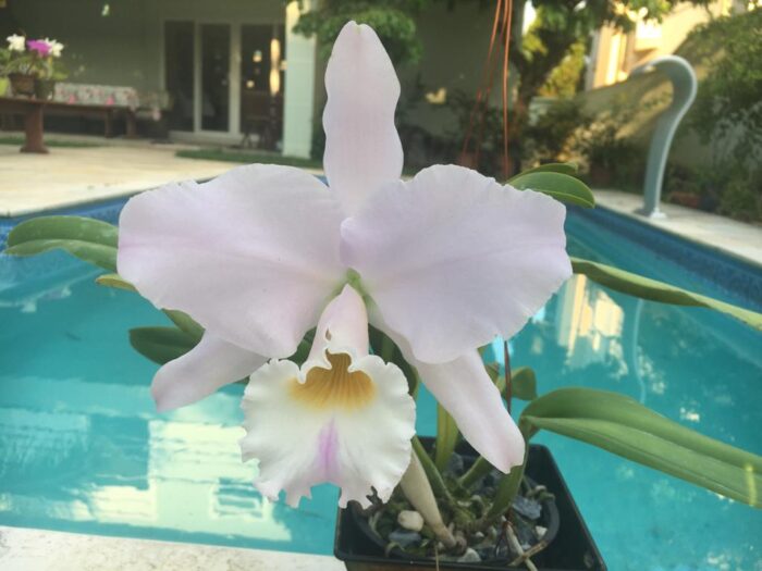 F 1164 C.LAB.AMESIANA ANGELICA X C.LAB. OTO