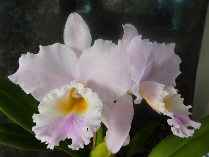 F 1165 C.LAB. AMESIANA OTO X SELF