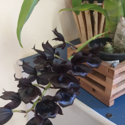 CTSM MONNIERARA MILLENNIUM MAGIC 'WITCHCRAFT'