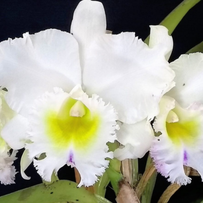 BLC PASTORAL INNOCENCE