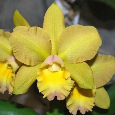 BLC WAIKIKI GOLD
