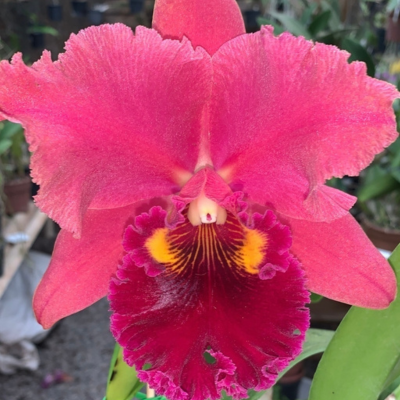 BLC GEORGE SUZUKI