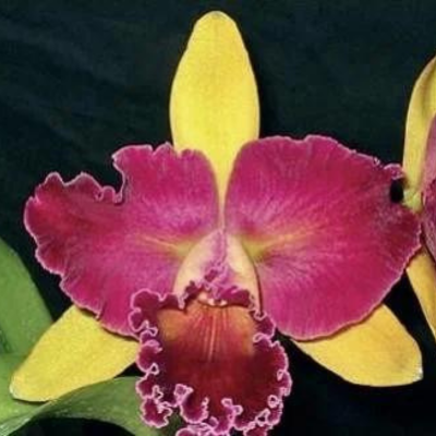 BLC NOBILIS WILDFIRE