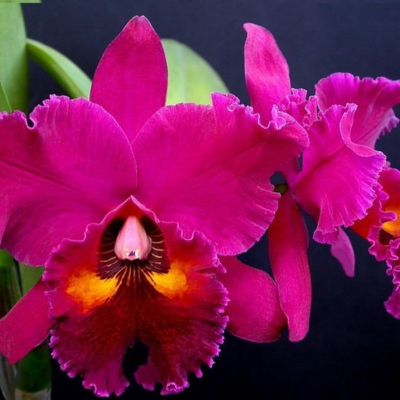 BLC EDISTO NEW BERRY